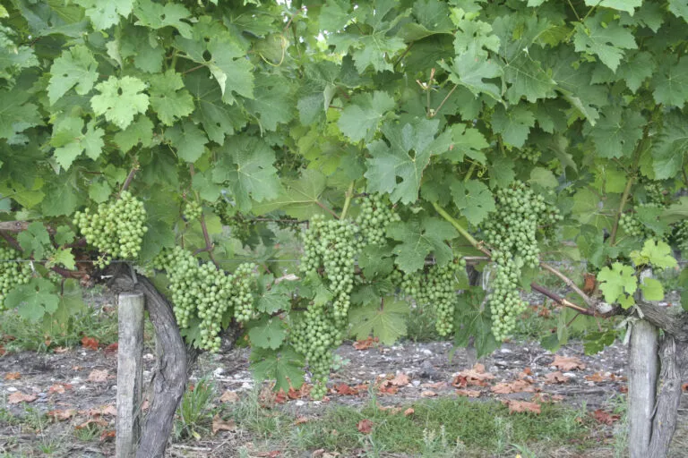 vigne et grappe de raisin