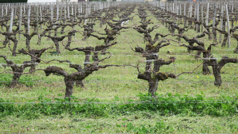 Vigne avec pieds taillés en guyot et trèfle sous le rang