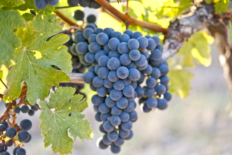 grappe de cabernet sauvignon et son feuillage