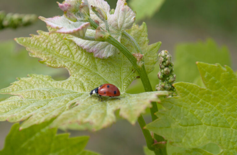 Coccinelle sur jeune feuille de vigne Frederique Priou CA33 Vinopole