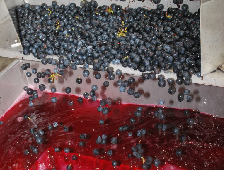 graines de raisin tombant de la table de tri dans la pompe