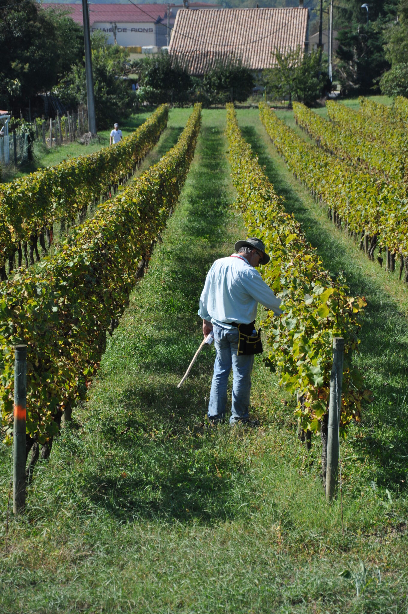 Un homme prospecte dans une vigne les tordeuses