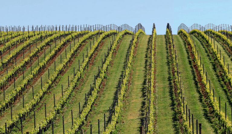 Vallonnements de vignobles aux printemps dans le bordelais.