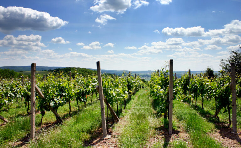 vignes enherbées