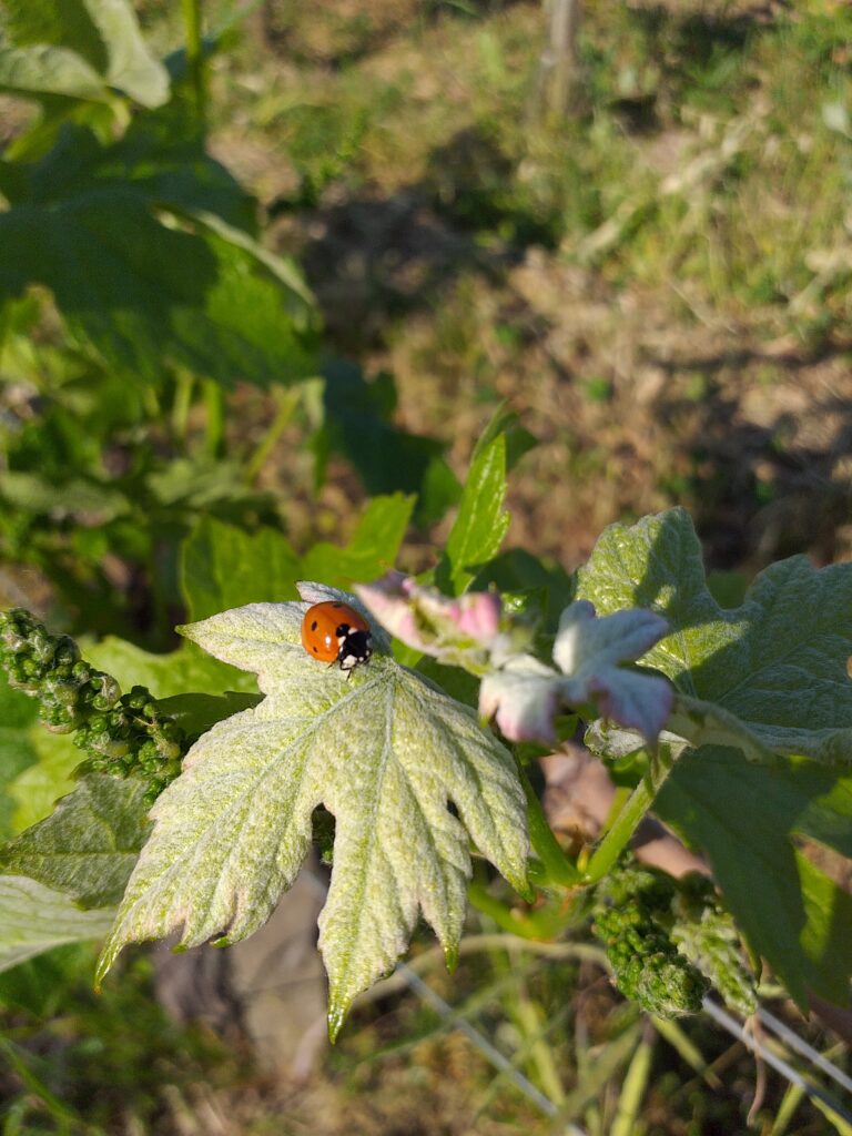 coccinelle sur feuille de vigne