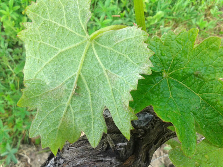 oïdium sur feuille de vigne