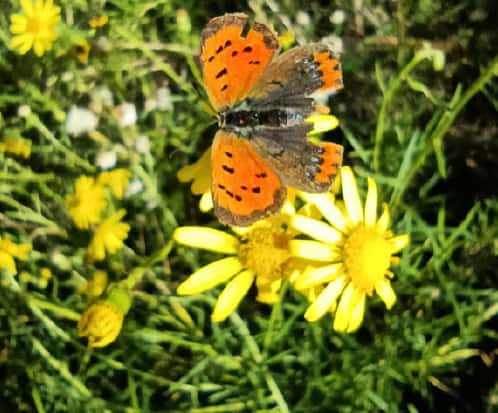 papillon cuivré commun