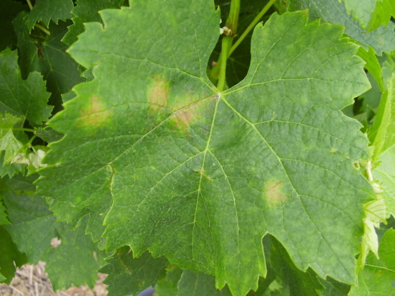 mildiou sur feuille de vigne