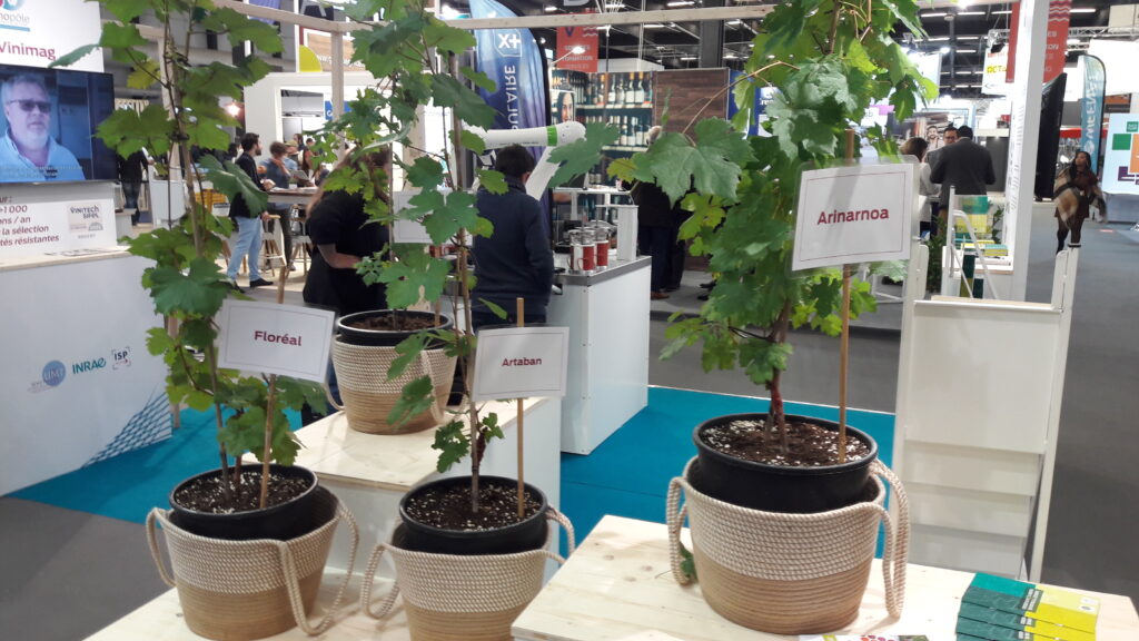 Le matériel végétal mis à l'honneur sur la stand du Vinopôle à Vinitech