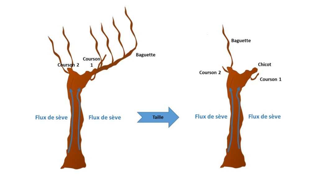 Schéma de la taille Guyot Poussard en viticulture