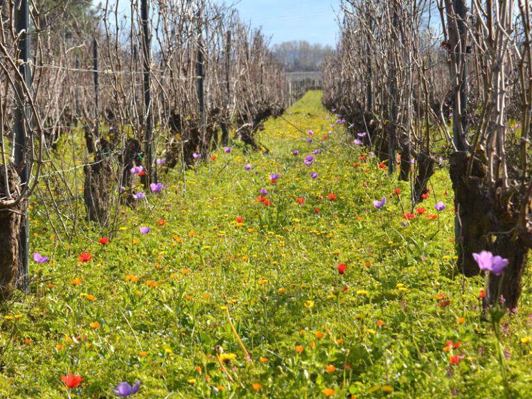 flore de la vigne inter-rang