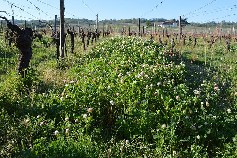 couvert végétal de trèfle entre deux rangs de vigne