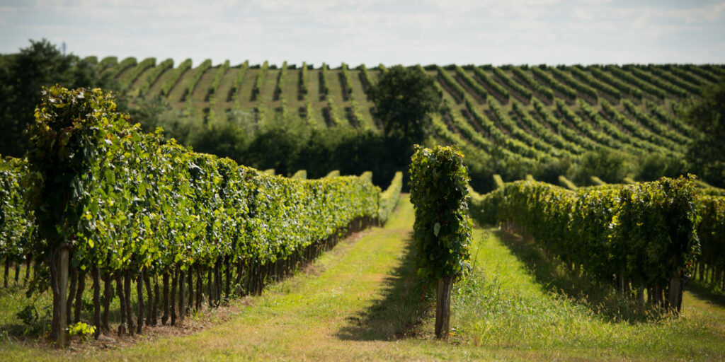 paysage de vignes