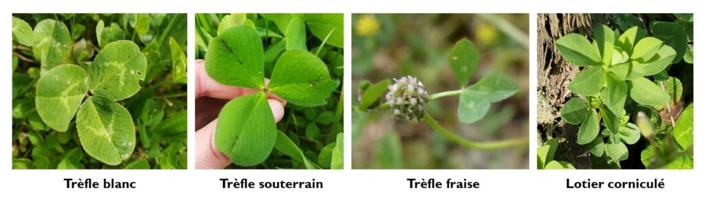 4 espèces de légumineuses semées sous le rang en viticulture : trèfle blanc, trèfle souterrain, trèfle fraise et lotier corniculé