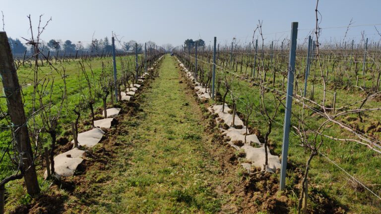 paillage sous les rangs de vigne