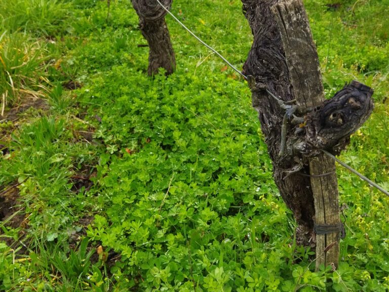 semis de légumineuses sous un rang de vigne