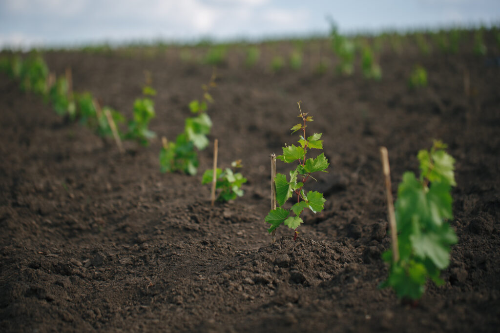 plantation de pieds de vigne