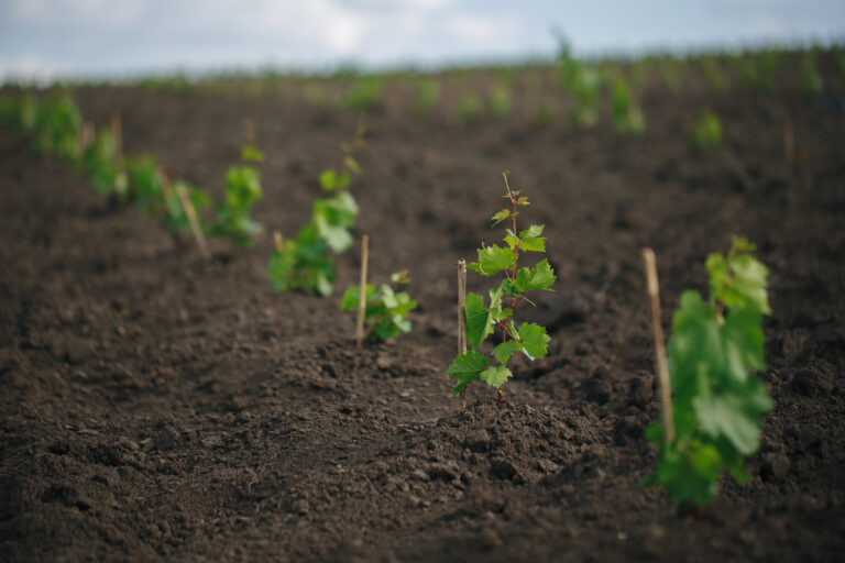 plantation de pieds de vigne