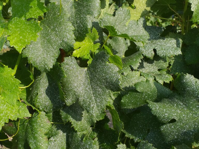 cuivre sur feuille de vigne