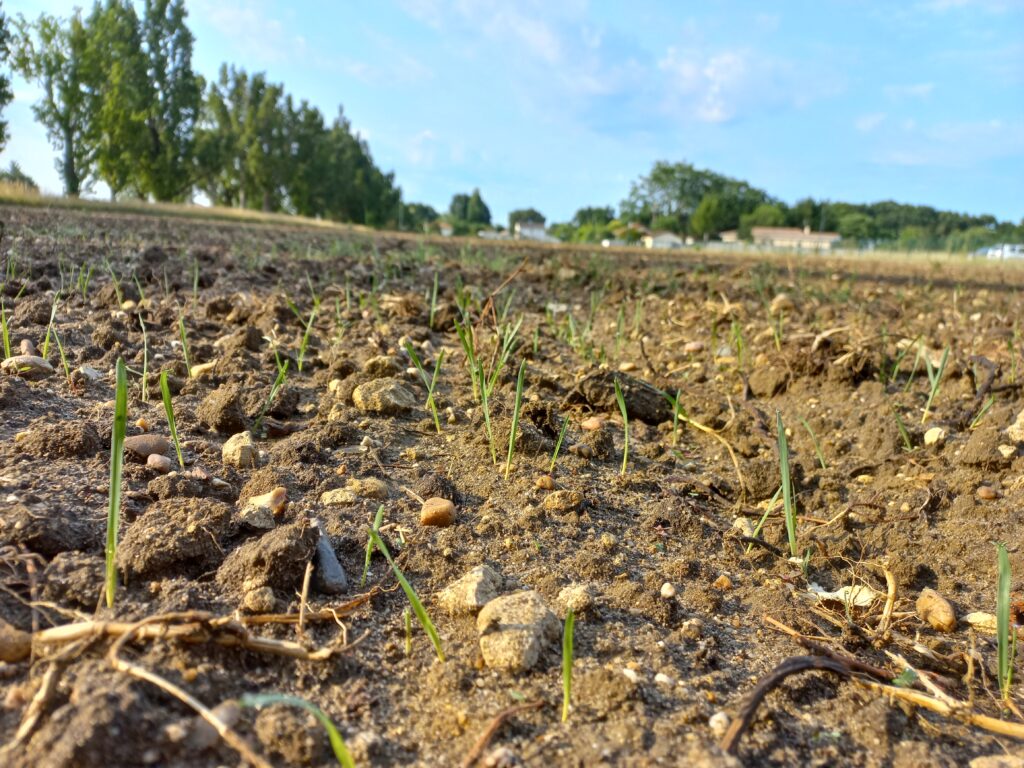 semis de couverts végétaux sur la parcelle du vignoble expérimental du Vinopôle Bordeaux-Aquitaine