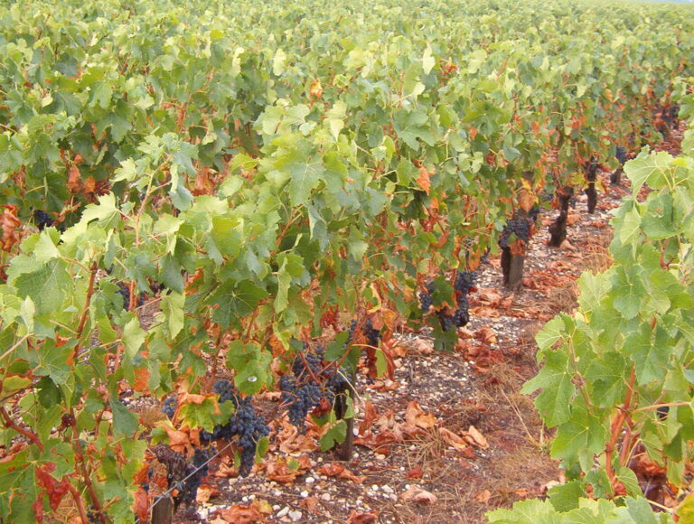rangs de vigne atteints par la sécheresse