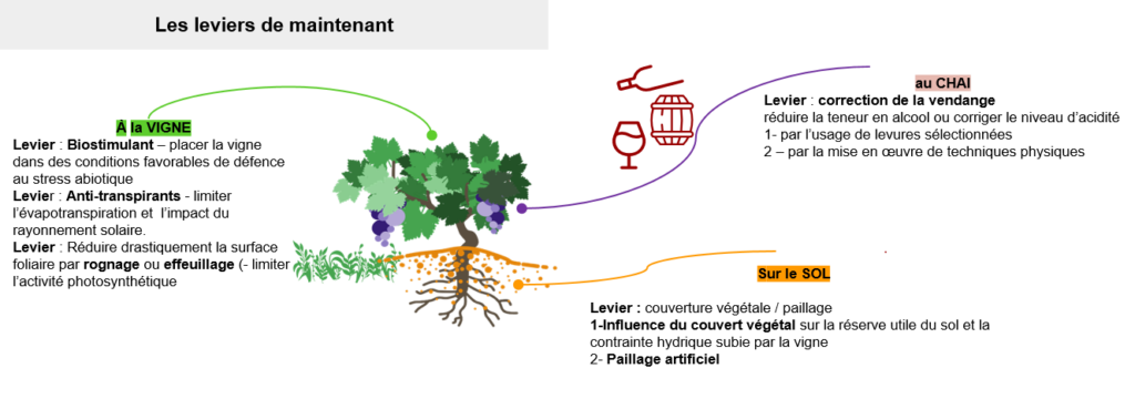 Schéma présentant les différents leviers expérimenter pour adapter la vigne au changement climatique