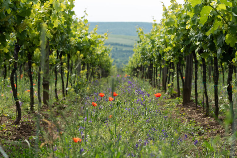 inter-rang de vigne fleuri