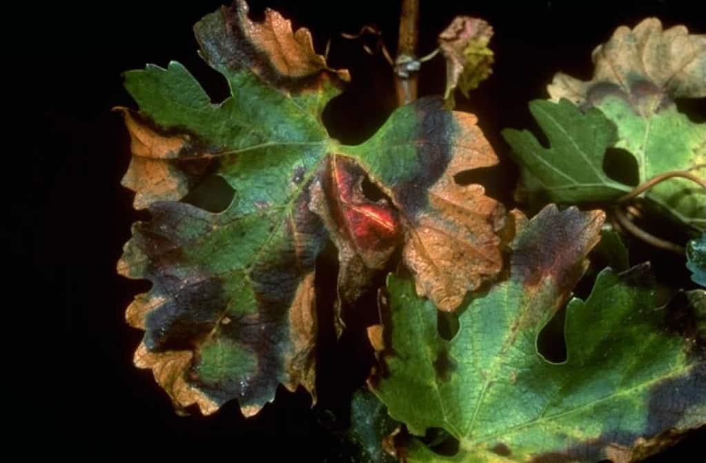 feuille de vigne atteinte par xylella fastidiosa