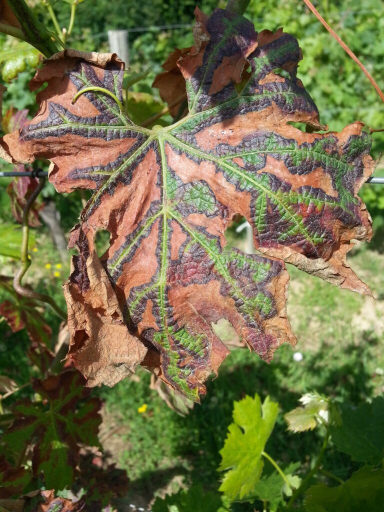 feuille de vigne atteinte de dépérissement