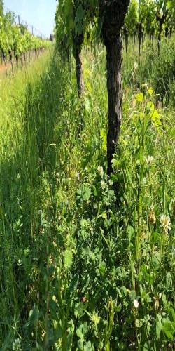 adventices dans l'inter rang d'une parcelle de vigne