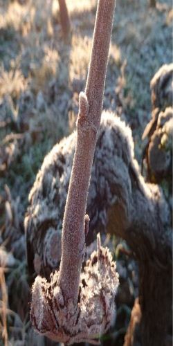 rameau de vigne avec du givre en période de gel