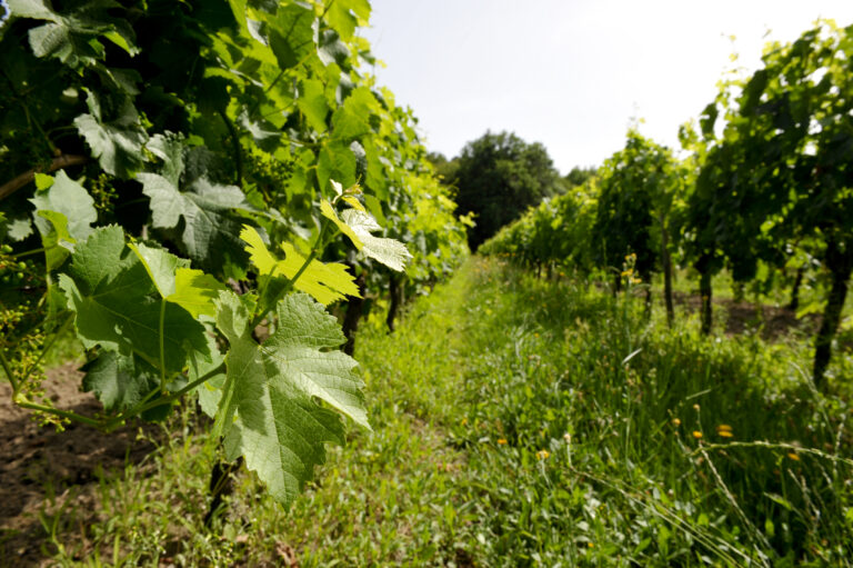 rang de vignes
