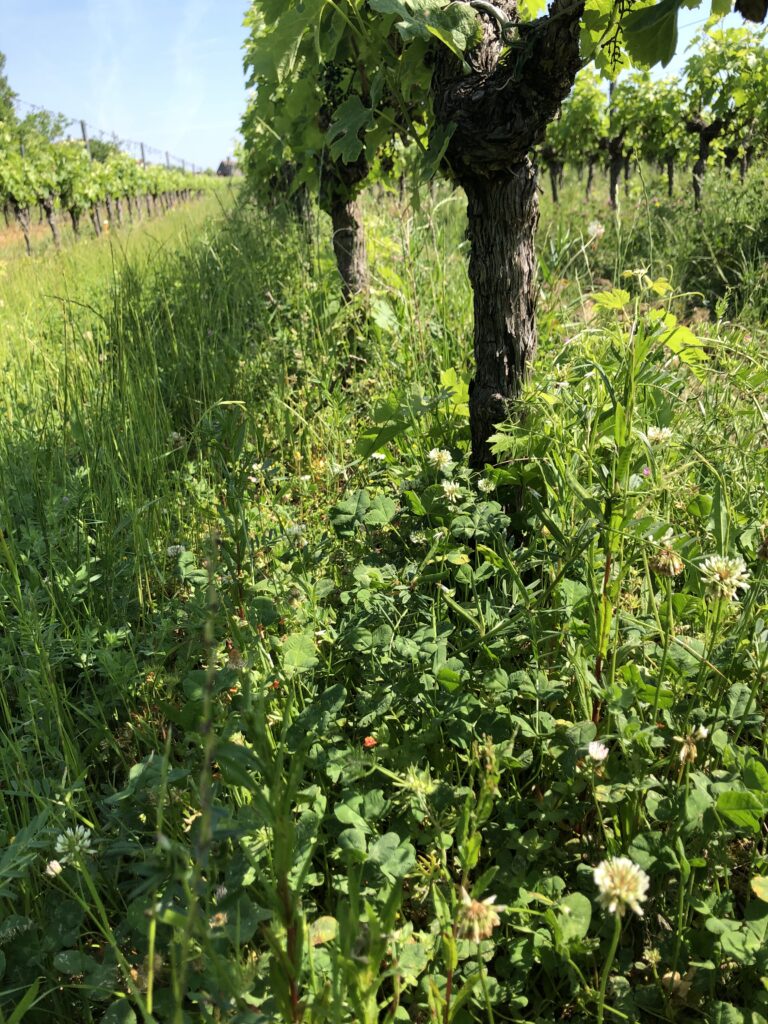 Adventices très développées dans le rang d'une parcelle de vigne Bordelaise