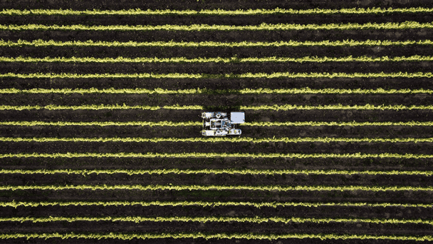 tracteur dans rangs de vigne