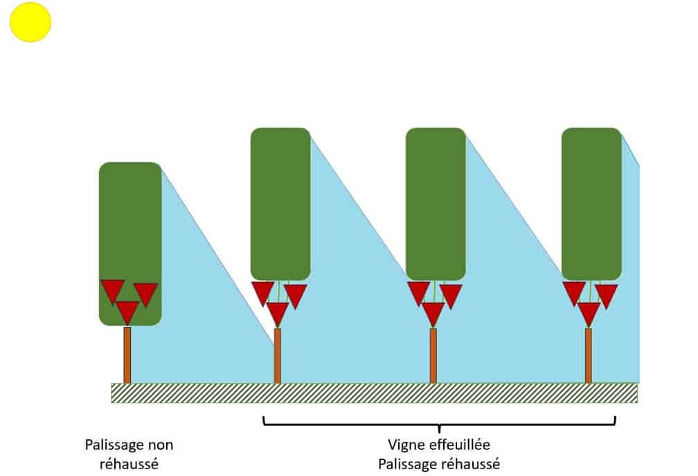 Schéma de présentation de la gestion de l’ombre portée avec un rehaussement du palissage