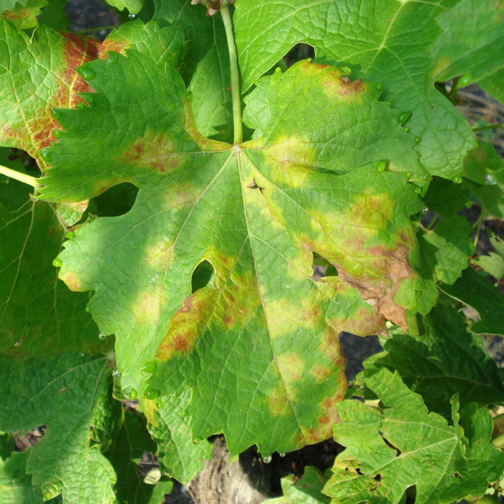 feuille de vigne montrant des symptômes avancés de mildiou
