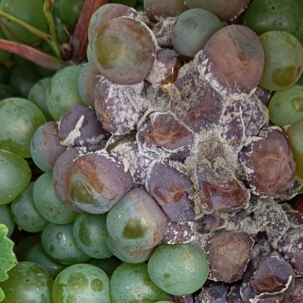 symptomes sévère de pourriture grise sur grappes de raisin blanc