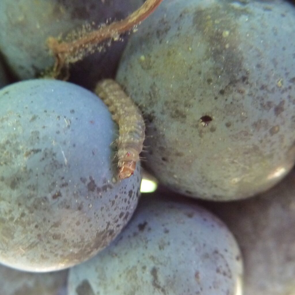 vers de grappe sur baies de raisin rouge tordeuse de la vigne