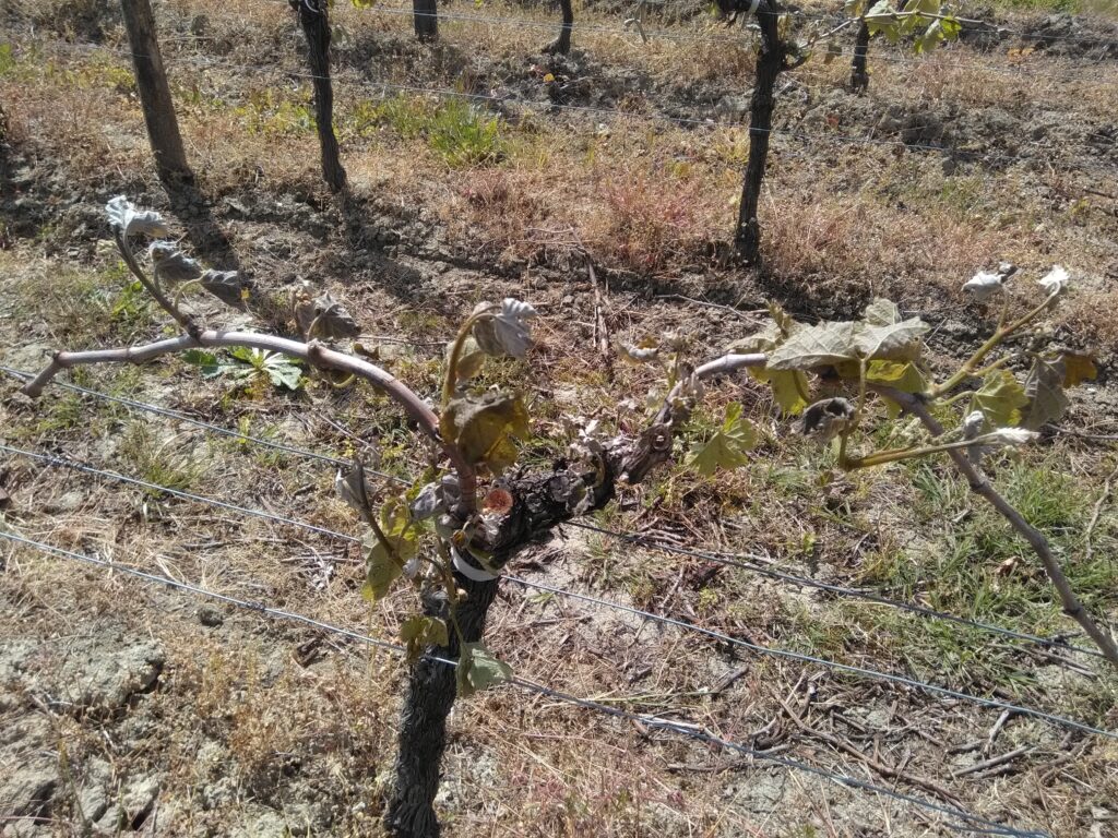 Dégâts de gel printanier en 2019 sur les pieds de vigne (Puisseguin, Gironde)