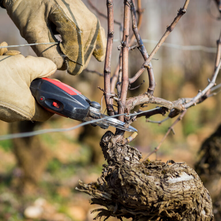 comment tailler la vigne