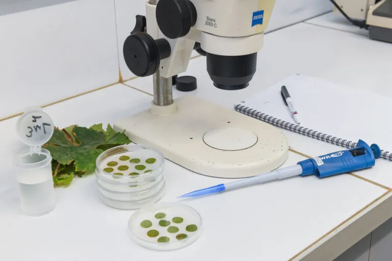 Analyse d'une feuille de vigne en laboratoire au microscope
