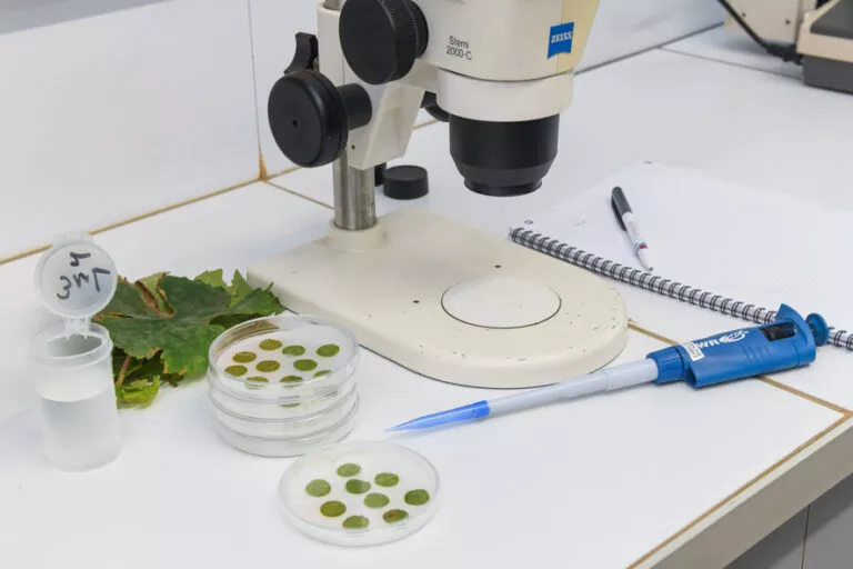 Analyse d'une feuille de vigne en laboratoire au microscope