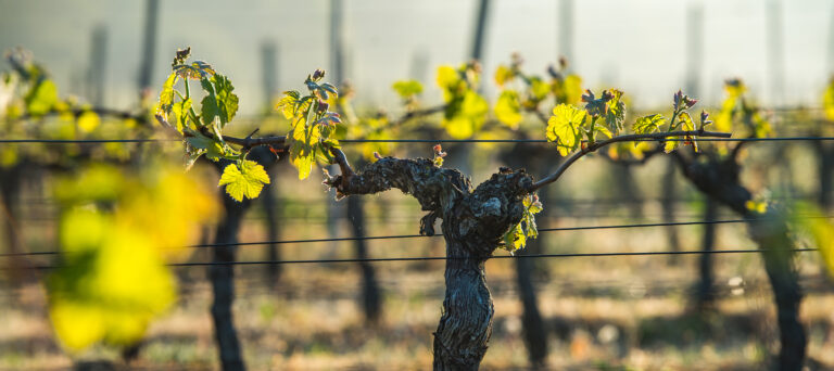 premières feuilles vigne