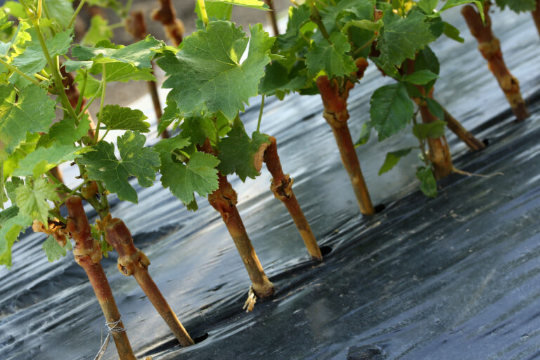 greffe vigne