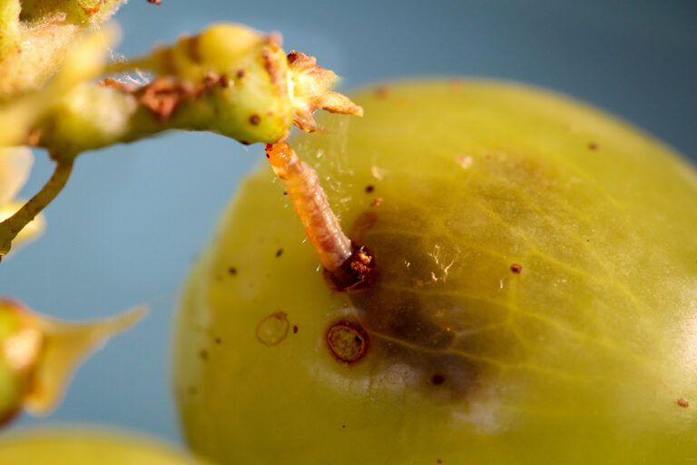 Lutter contre les vers de grappe