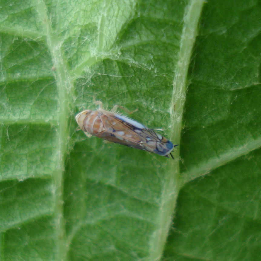 adulte cicadelle de la FD