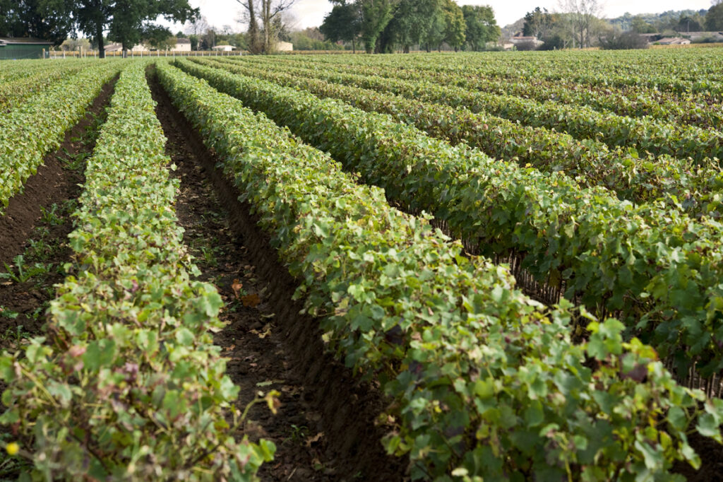 plans de vigne dans pépinière viticole
