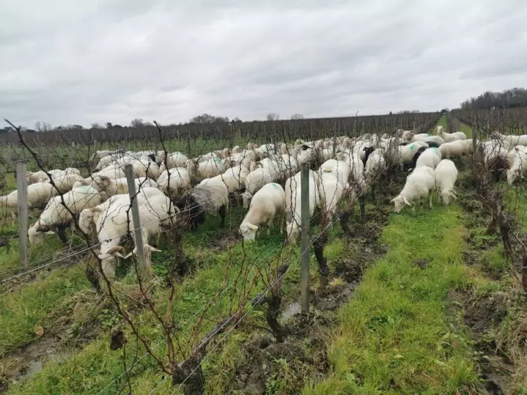 brebis dans les vignes
