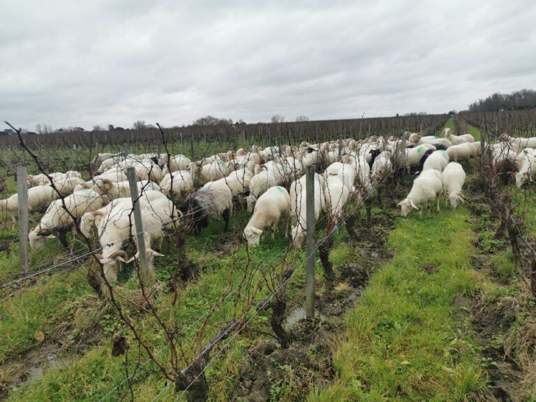 brebis dans les vignes