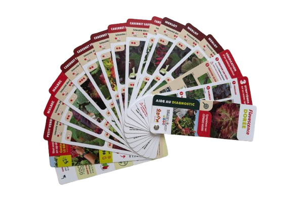 un éventail pour reconnaître les symptômes de la flavescence dorée sur les cépages rouges